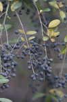 Chinese privet